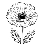 Aperçu du dessin coquelicot à imprimer