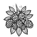 Aperçu du dessin mûre à imprimer
