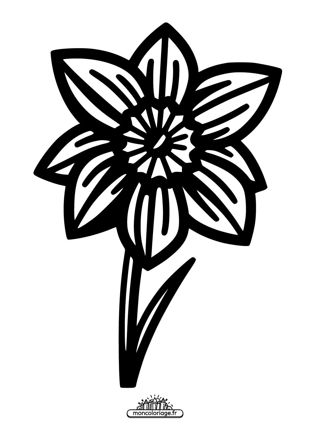 Jonquille
