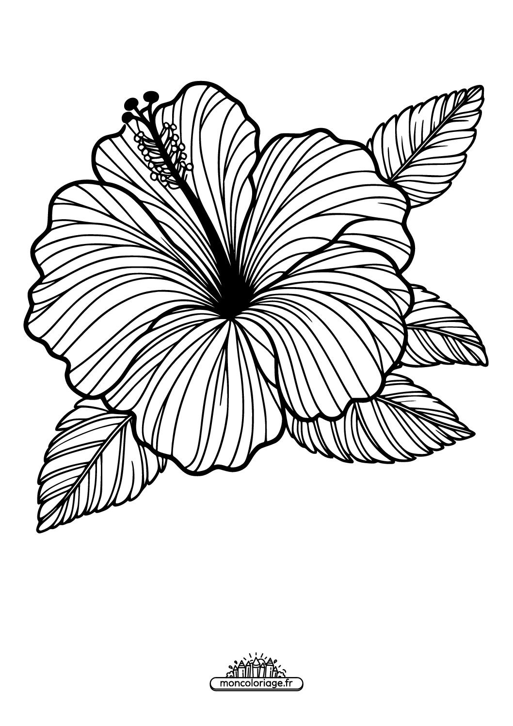Hibiscus