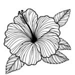 Aperçu du dessin hibiscus à imprimer
